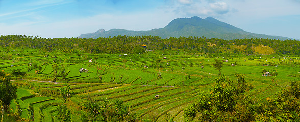 Image showing Landscape with rice fields and Agung volcano. Indonesia, Bali