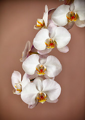 Image showing Bunch of orchid flowers on brown background