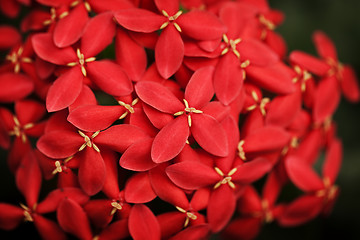 Image showing Red Ixora flowers