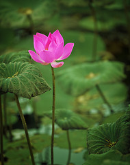 Image showing Lotus flower half-blown