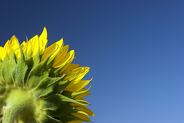 Image showing Sunflower