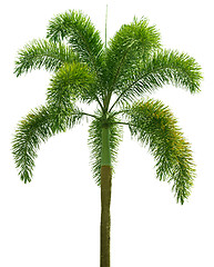 Image showing Wodyetia (Foxtail Palm). Palm tree isolated on white