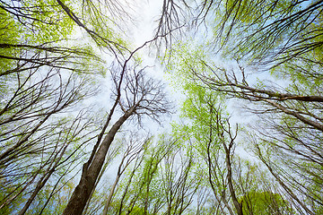 Image showing Sky view in the deciduous spring forest