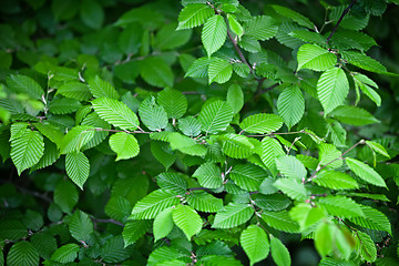 Image showing Elm leaves - natural green background