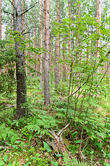 Image showing Forest