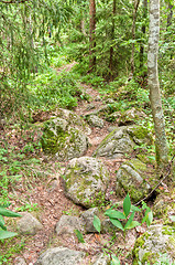 Image showing Path in the forest