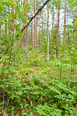 Image showing Forest