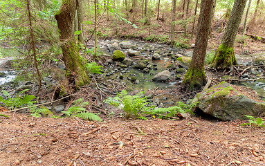 Image showing Creek