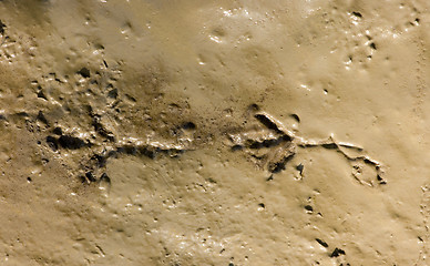 Image showing Pheasant footprint