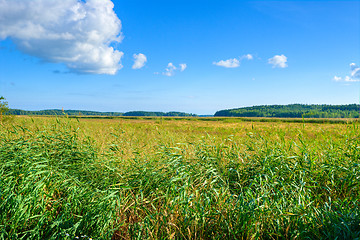 Image showing Wilderness