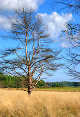 Image showing Autumn