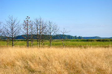 Image showing Wetland