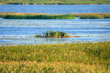 Image showing Wetland