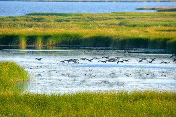 Image showing Birds