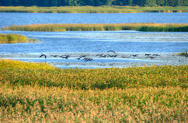 Image showing Birds