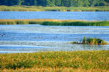 Image showing Wetland