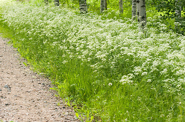 Image showing Dirt road