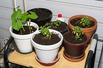 Image showing Seedlings