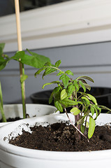 Image showing Seedlings
