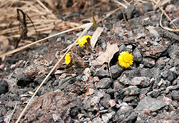 Image showing Coltsfoot