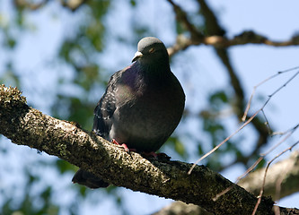 Image showing Pigeon