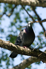 Image showing Columba palumbus