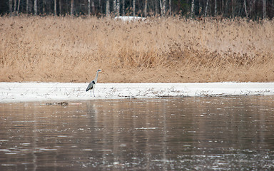 Image showing Ardea cinerea