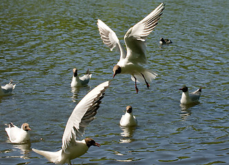 Image showing Gulls