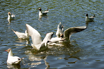 Image showing Gulls