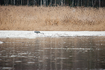 Image showing Ardea cinerea