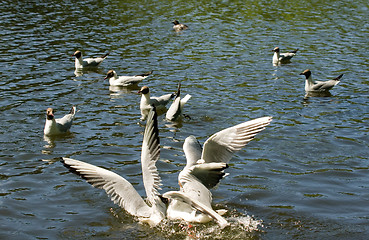 Image showing Gulls