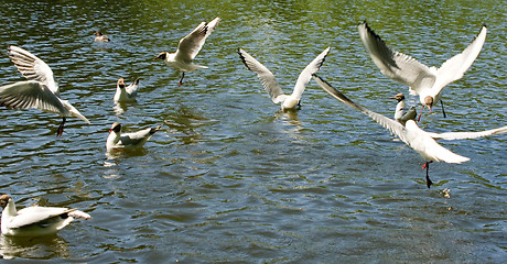 Image showing Gulls