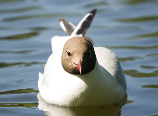 Image showing Gull