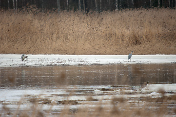 Image showing Ardea cinerea