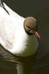 Image showing Gull