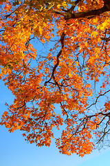 Image showing Fall colors