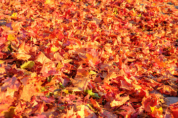 Image showing Maple leafs