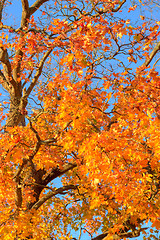 Image showing Maple leafs