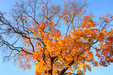 Image showing Maple leafs