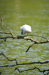 Image showing Larus argentatus