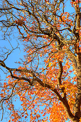 Image showing Autumn colors