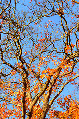 Image showing Maple leafs