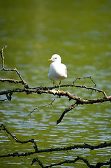 Image showing Herring gull