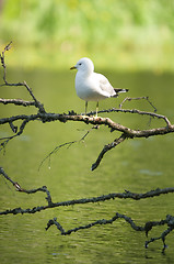 Image showing Herring gull