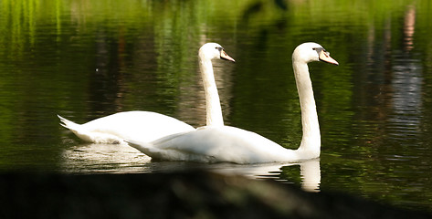 Image showing Swans