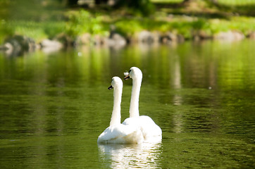 Image showing Swans