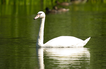 Image showing Swan