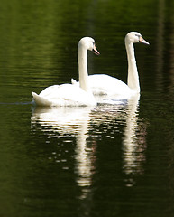 Image showing Swans