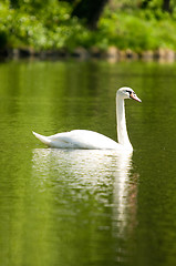 Image showing Swan