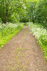 Image showing Dirt road